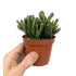 Crassula ovata Gollum | Finger Jade Leaf Culture