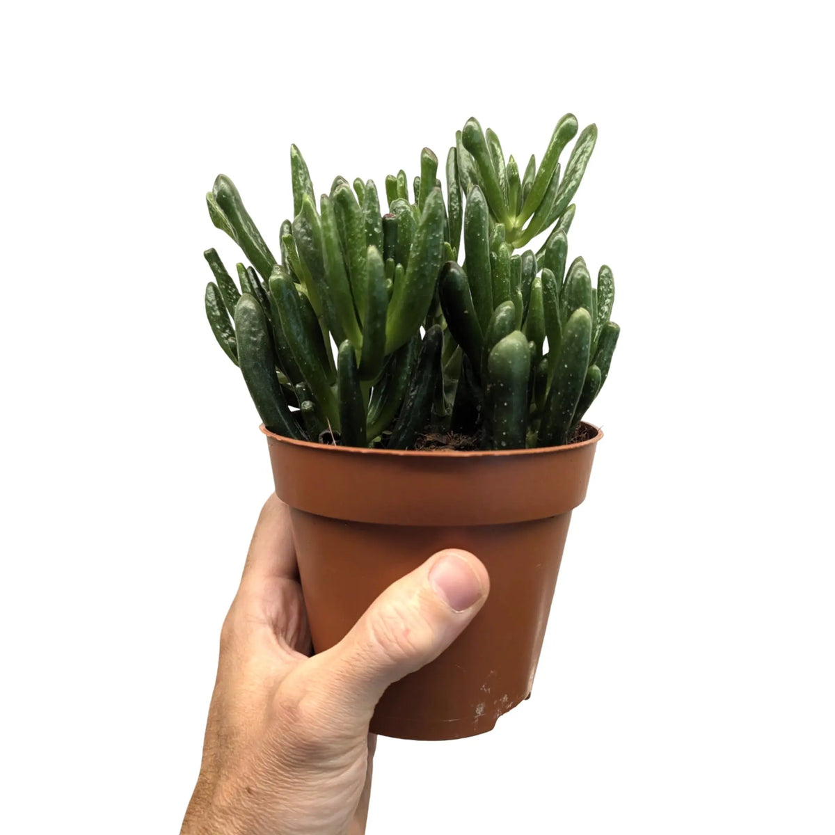 Crassula ovata Gollum | Finger Jade Leaf Culture
