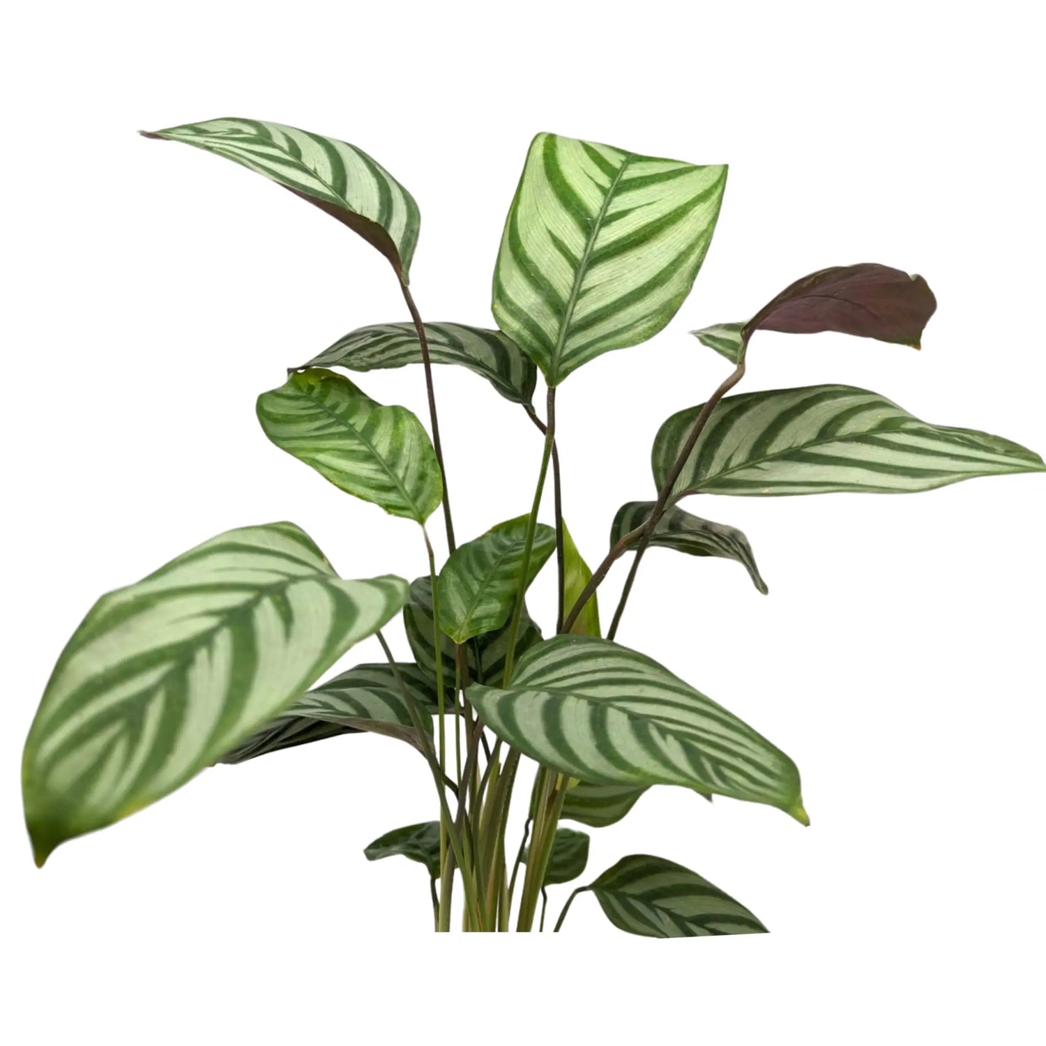 Ctenanthe Compactstar - Prayer plant Leaf Culture