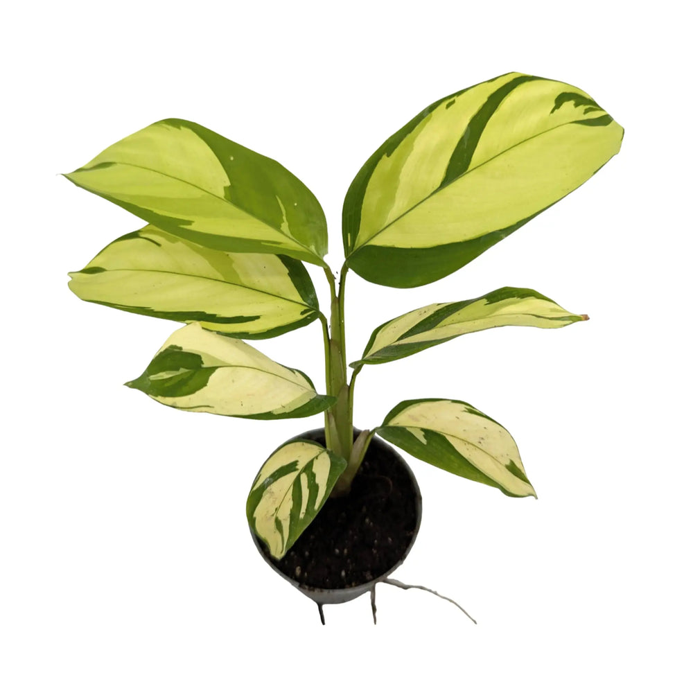 Ctenanthe Golden Mosaic_3_main