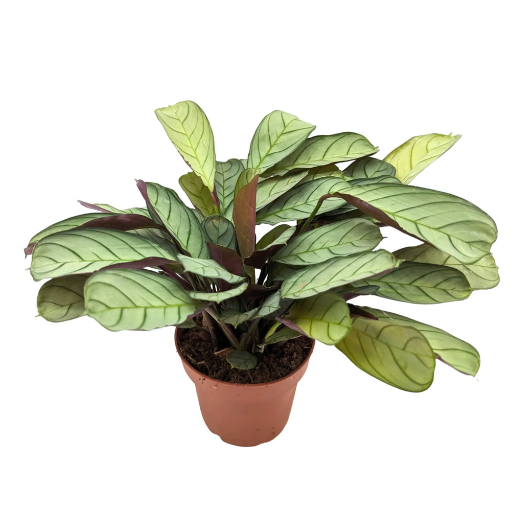 Ctenanthe burle-marxii ‘Amagris’_3_thumb