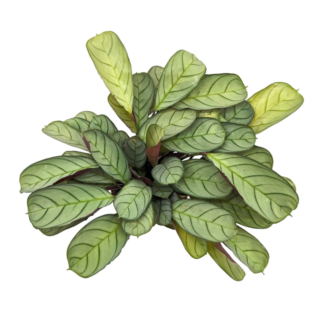 Ctenanthe burle-marxii ‘Amagris’_4_thumb