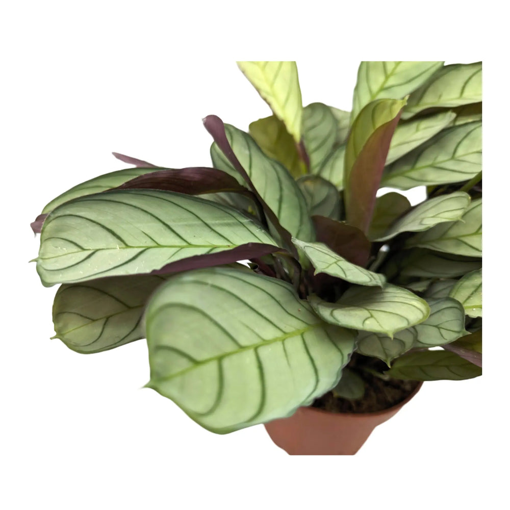Ctenanthe burle-marxii ‘Amagris’_2_thumb