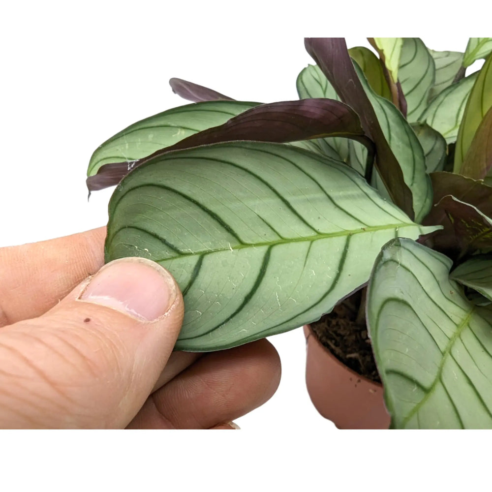 Ctenanthe burle-marxii ‘Amagris’_5_thumb