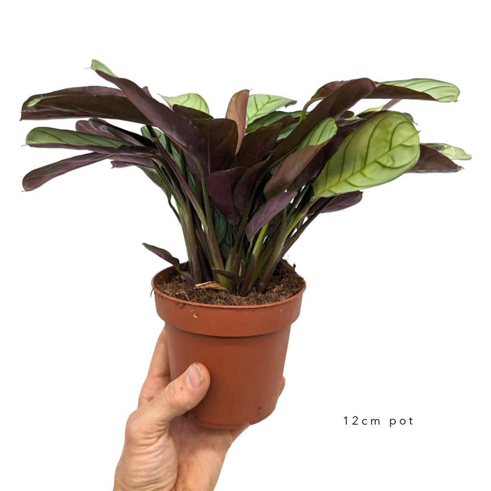 Ctenanthe burle-marxii ‘Amagris’_6_thumb