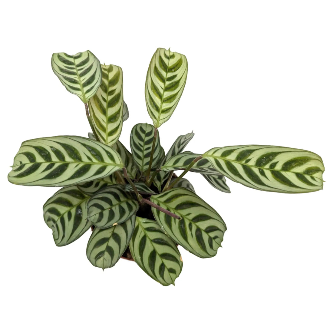 Ctenanthe burle-marxii Leaf Culture