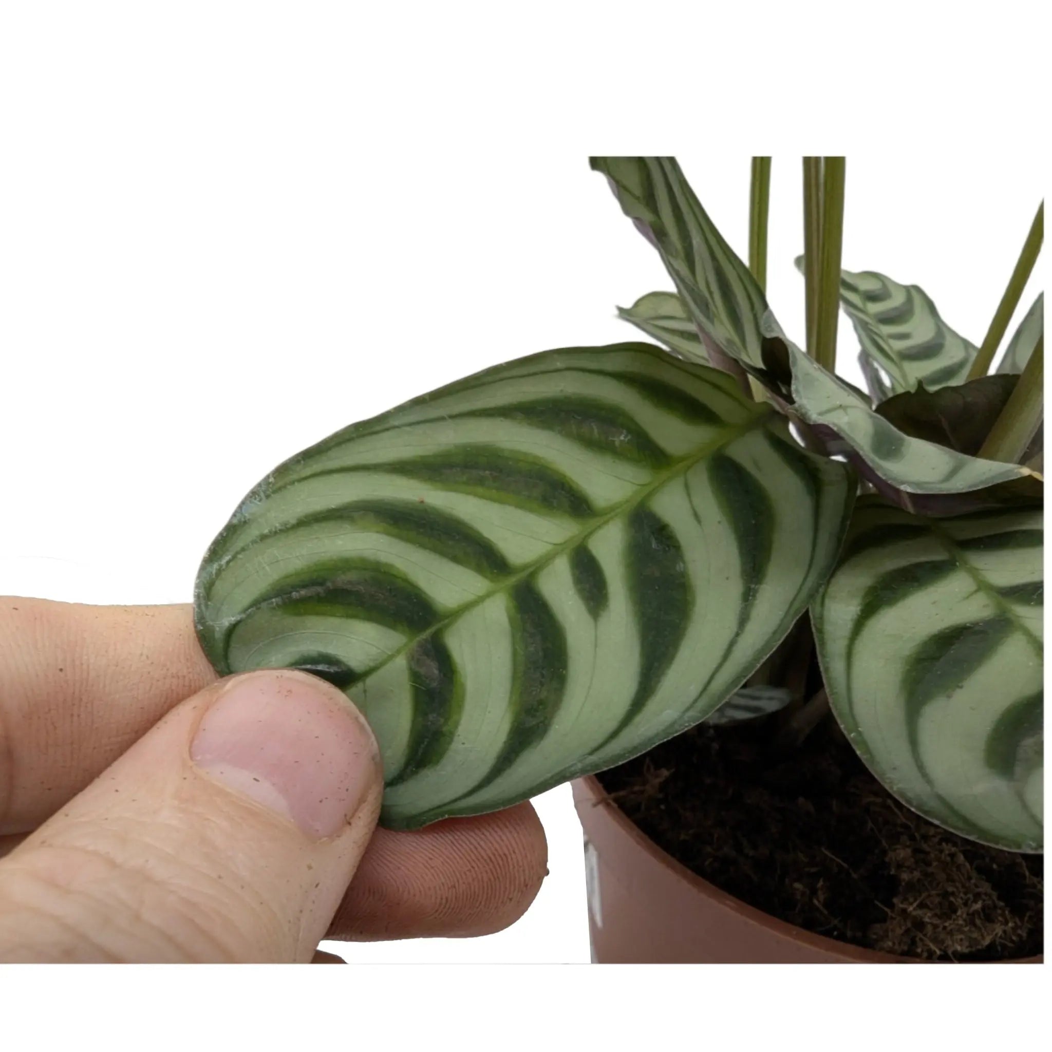 Ctenanthe burle-marxii Leaf Culture