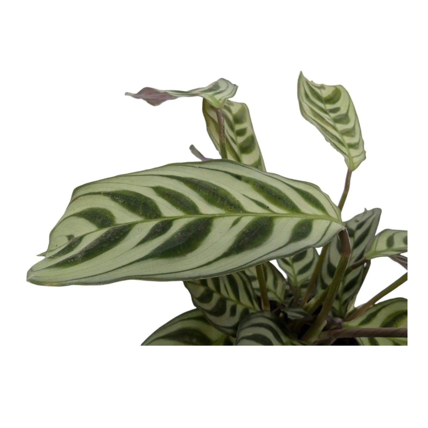 Ctenanthe burle-marxii Leaf Culture