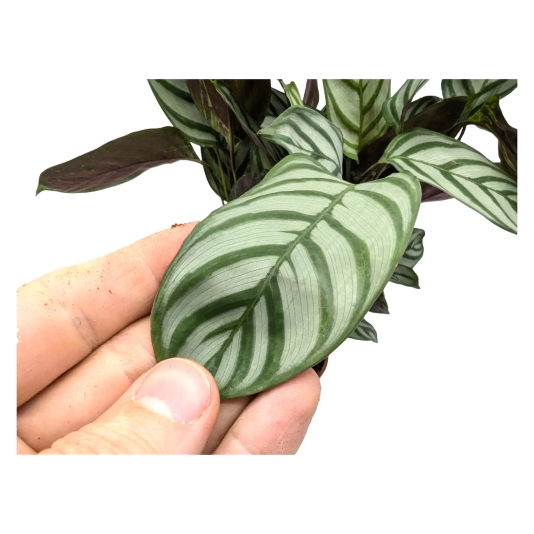 Ctenanthe compactsta - Prayer plant Leaf Culture