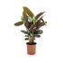 Ctenanthe compactsta - Prayer plant Leaf Culture