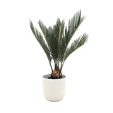 Cycas revoluta - Sago Palm Leaf Culture