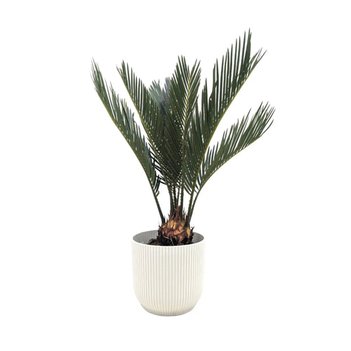 Cycas revoluta - Sago Palm Leaf Culture