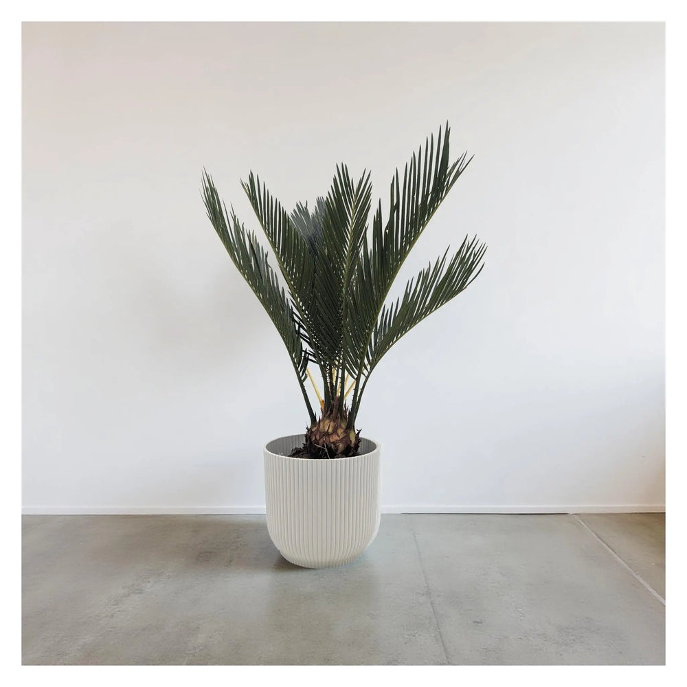 Cycas revoluta - Sago Palm_2_main