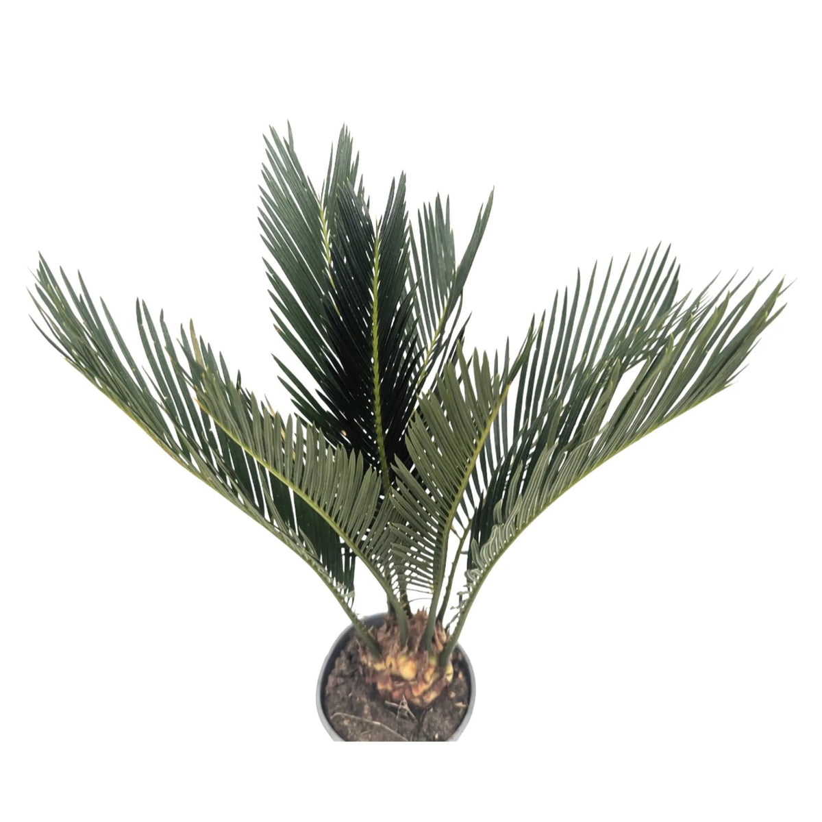 Cycas revoluta - Sago Palm Leaf Culture