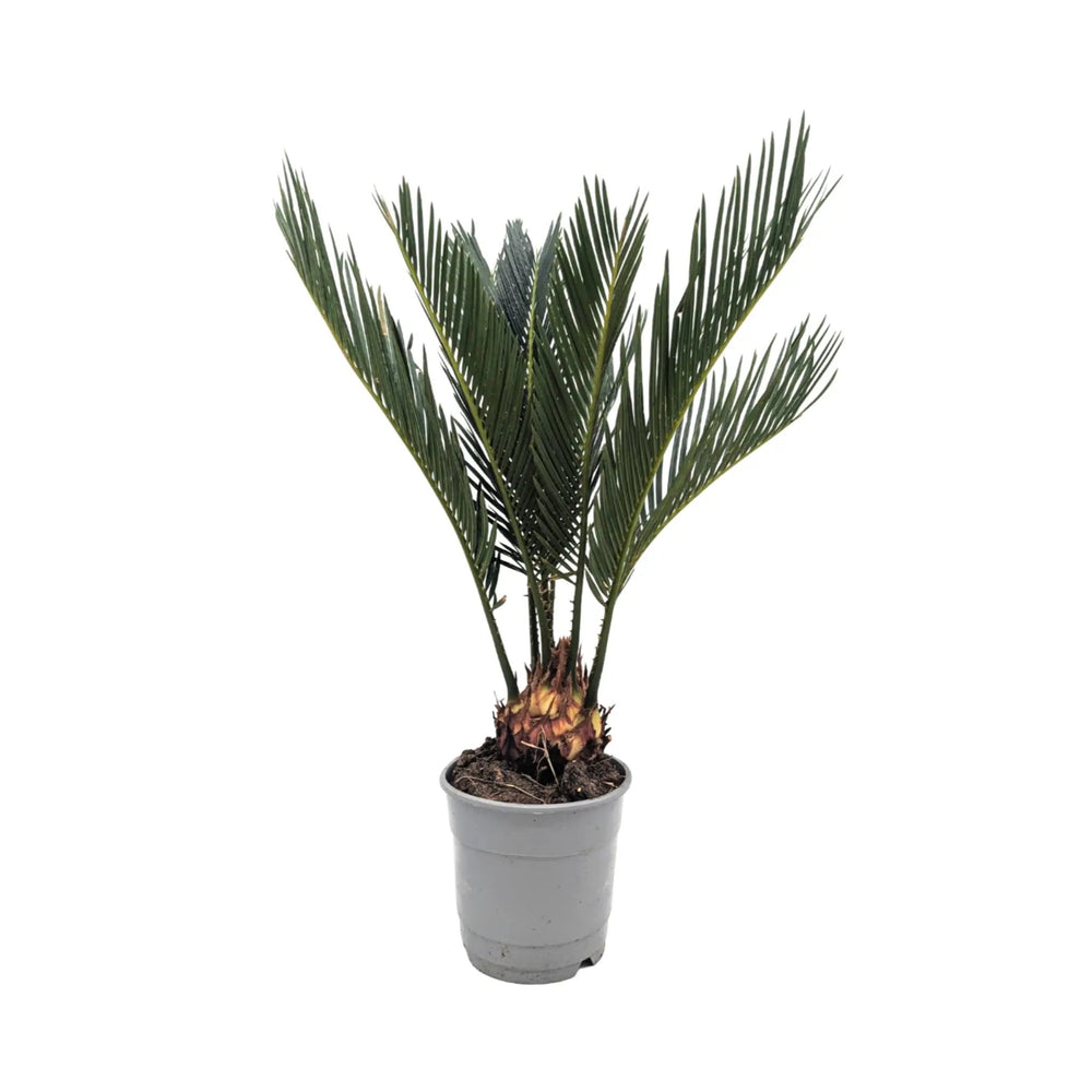 Cycas revoluta - Sago Palm_4_main