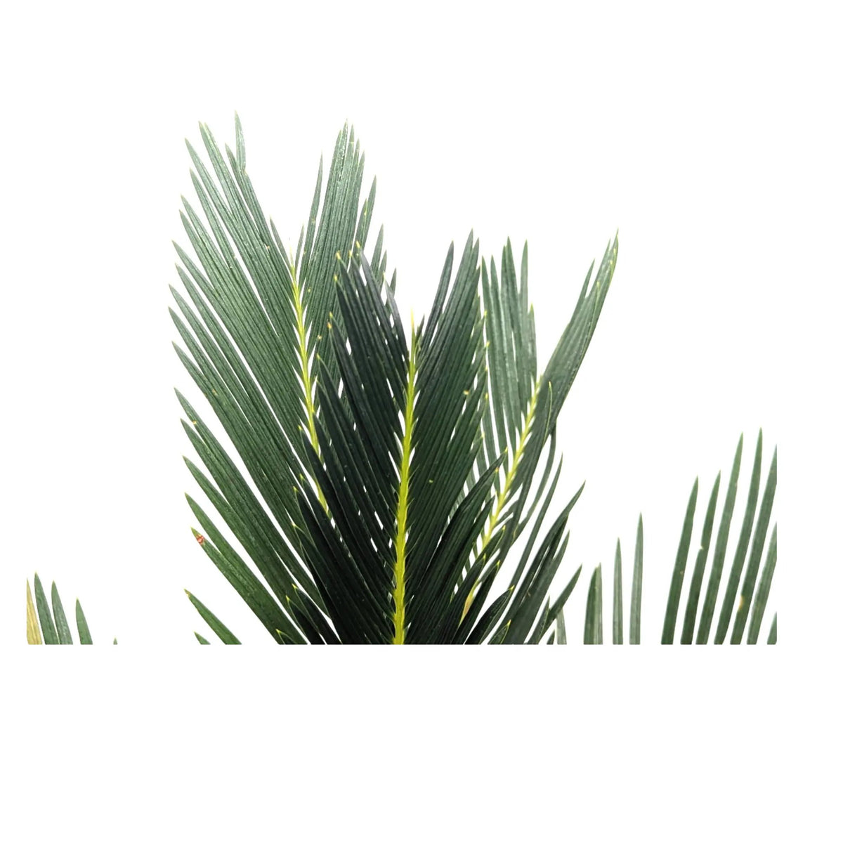 Cycas revoluta - Sago Palm Leaf Culture