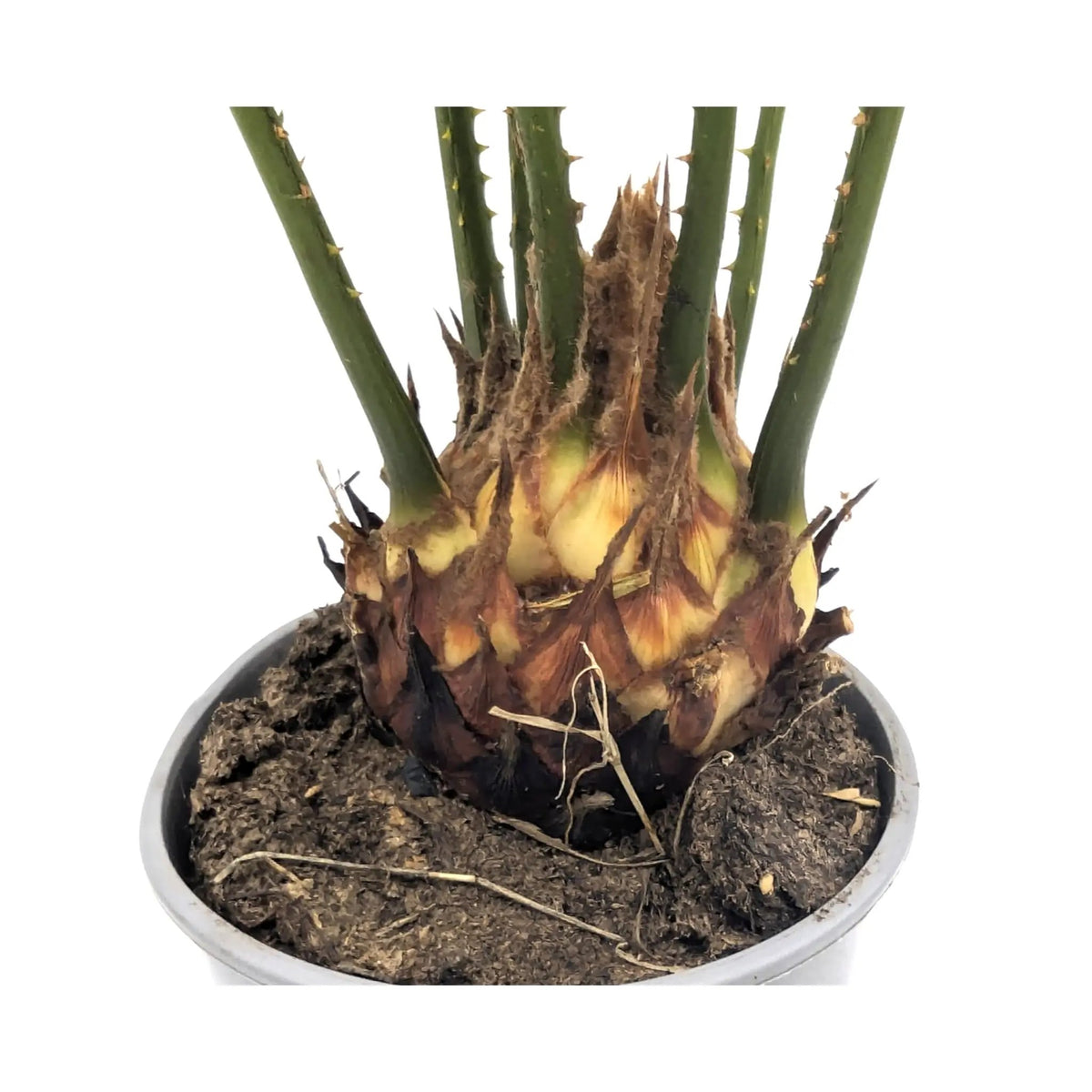 Cycas revoluta - Sago Palm Leaf Culture