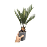 Cycas revoluta - Sago Palm Leaf Culture