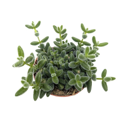 Delosperma echinatum - Prickle Plant Leaf Culture