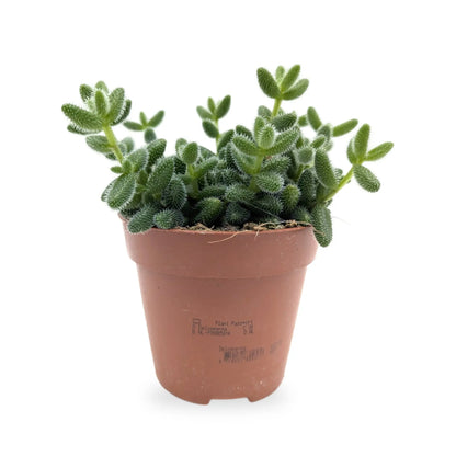 Delosperma echinatum - Prickle Plant Leaf Culture