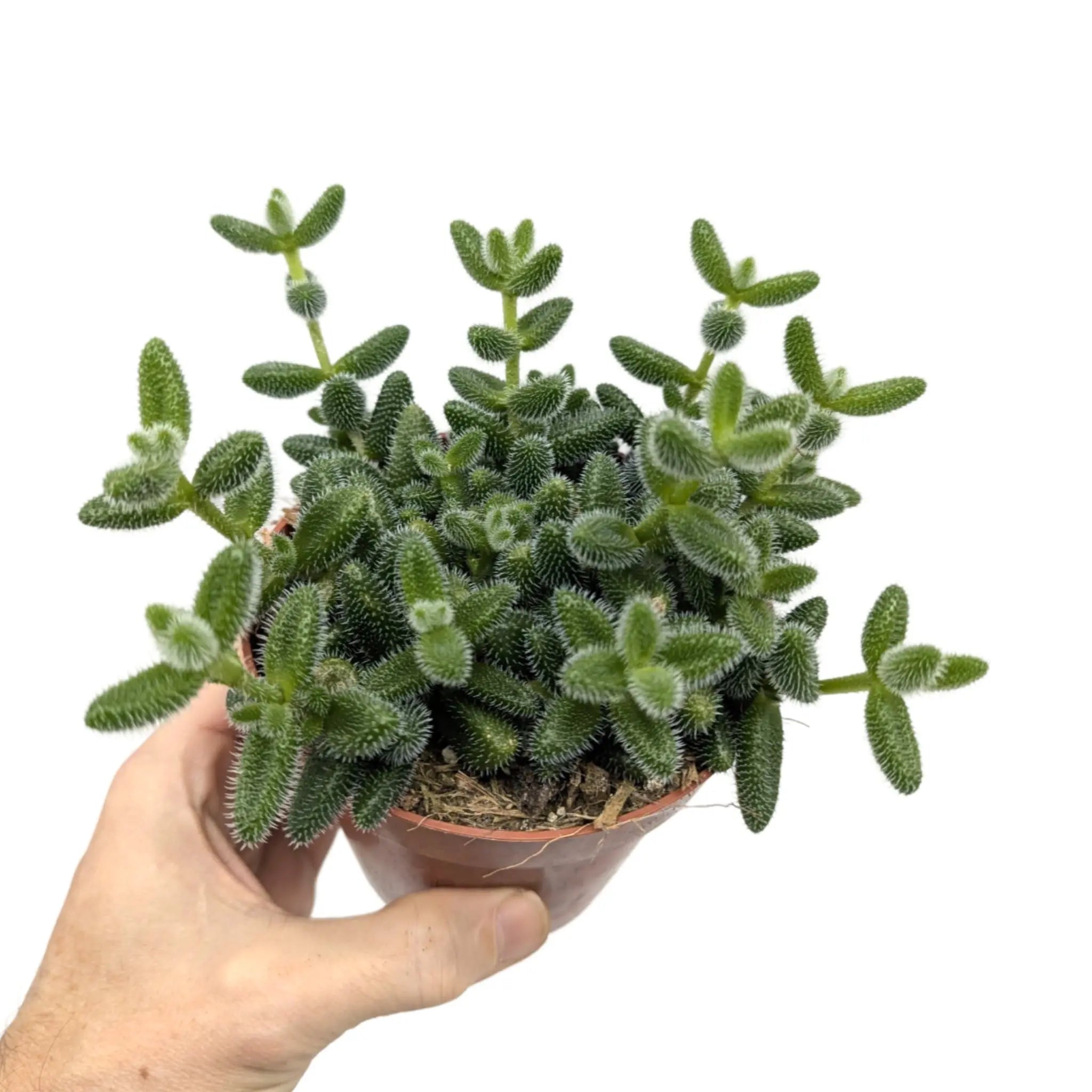 Delosperma echinatum - Prickle Plant Leaf Culture