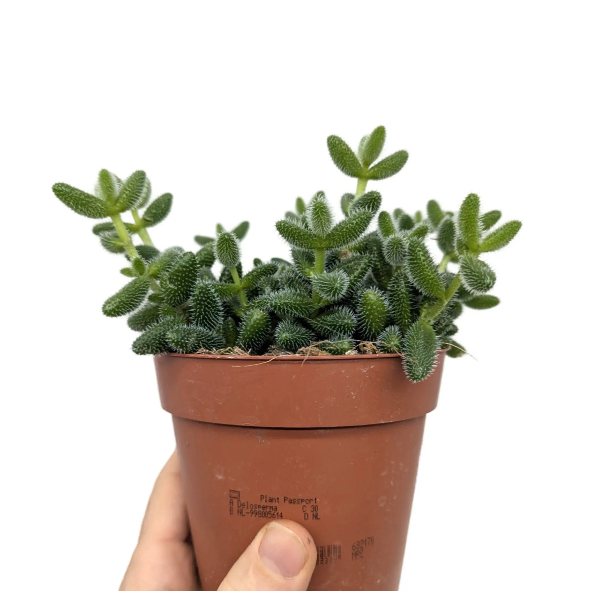 Delosperma echinatum - Prickle Plant Leaf Culture