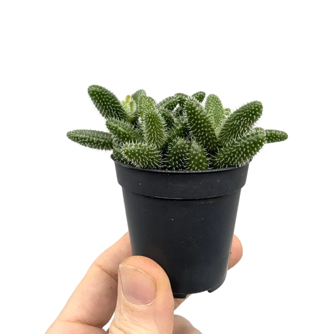 Delosperma echinatum - Prickle Plant Leaf Culture