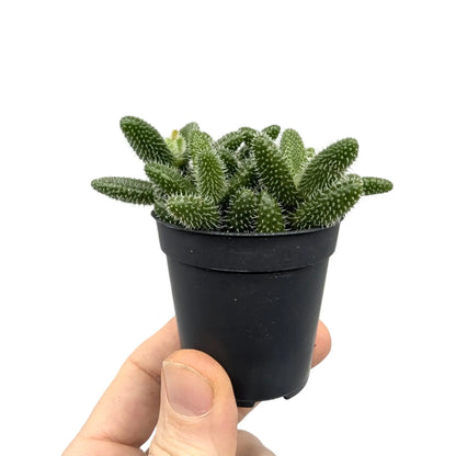 Delosperma echinatum - Prickle Plant Leaf Culture