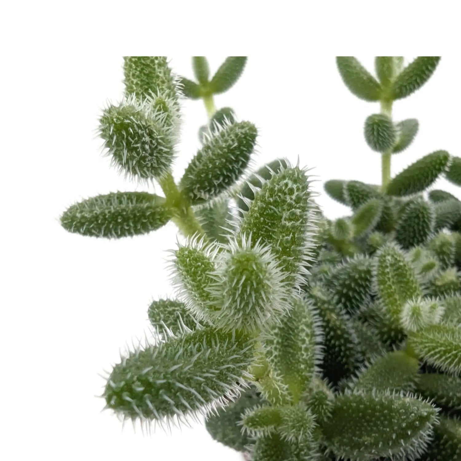 Delosperma echinatum - Prickle Plant Leaf Culture