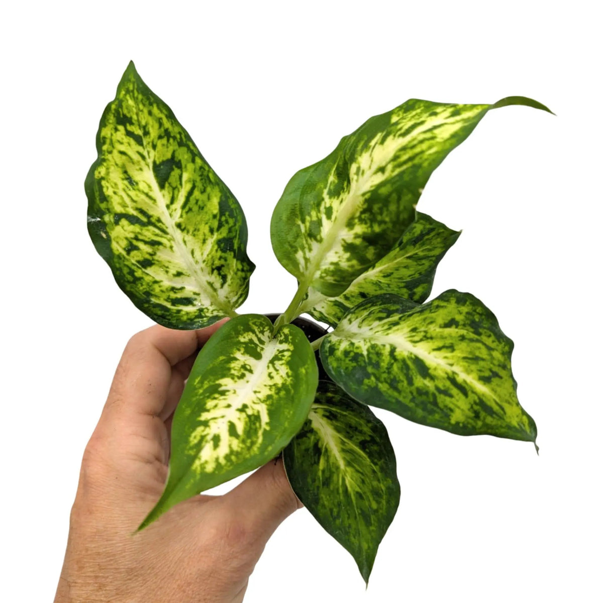Dieffenbachia Amy | Dumb Cane Leaf Culture