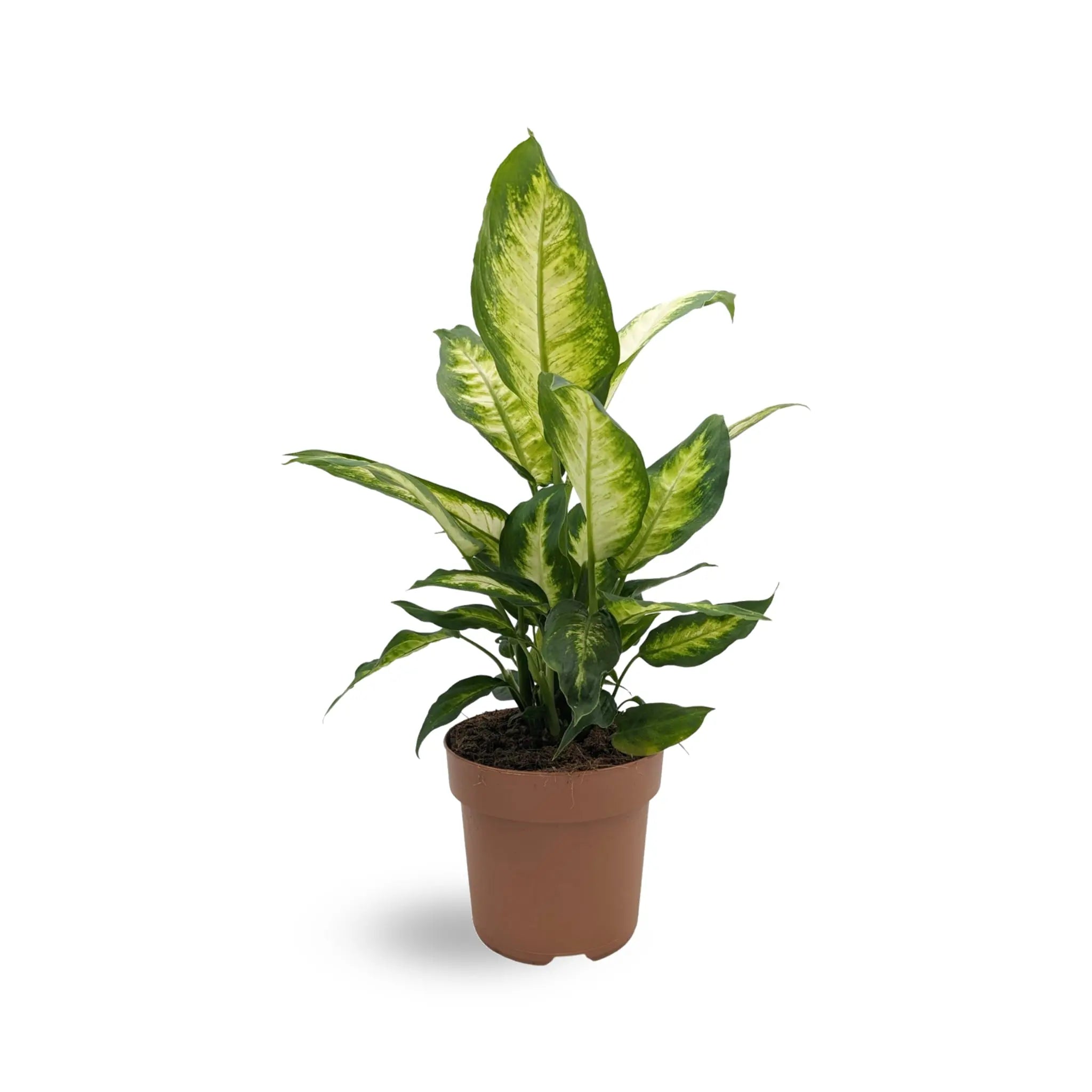 Dieffenbachia Camilia - Dumb Cane Oz