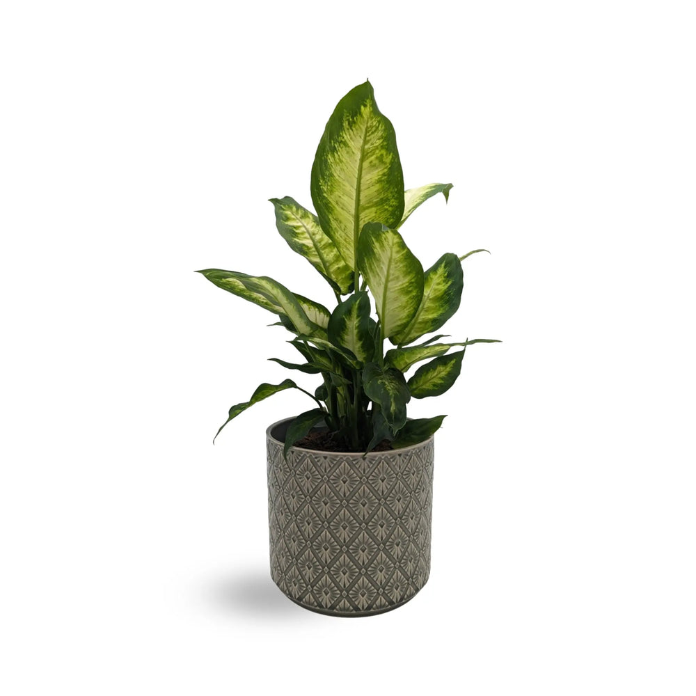 Dieffenbachia Camilia - Dumb Cane_3_thumb