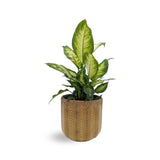 Dieffenbachia Camilia - Dumb Cane Oz