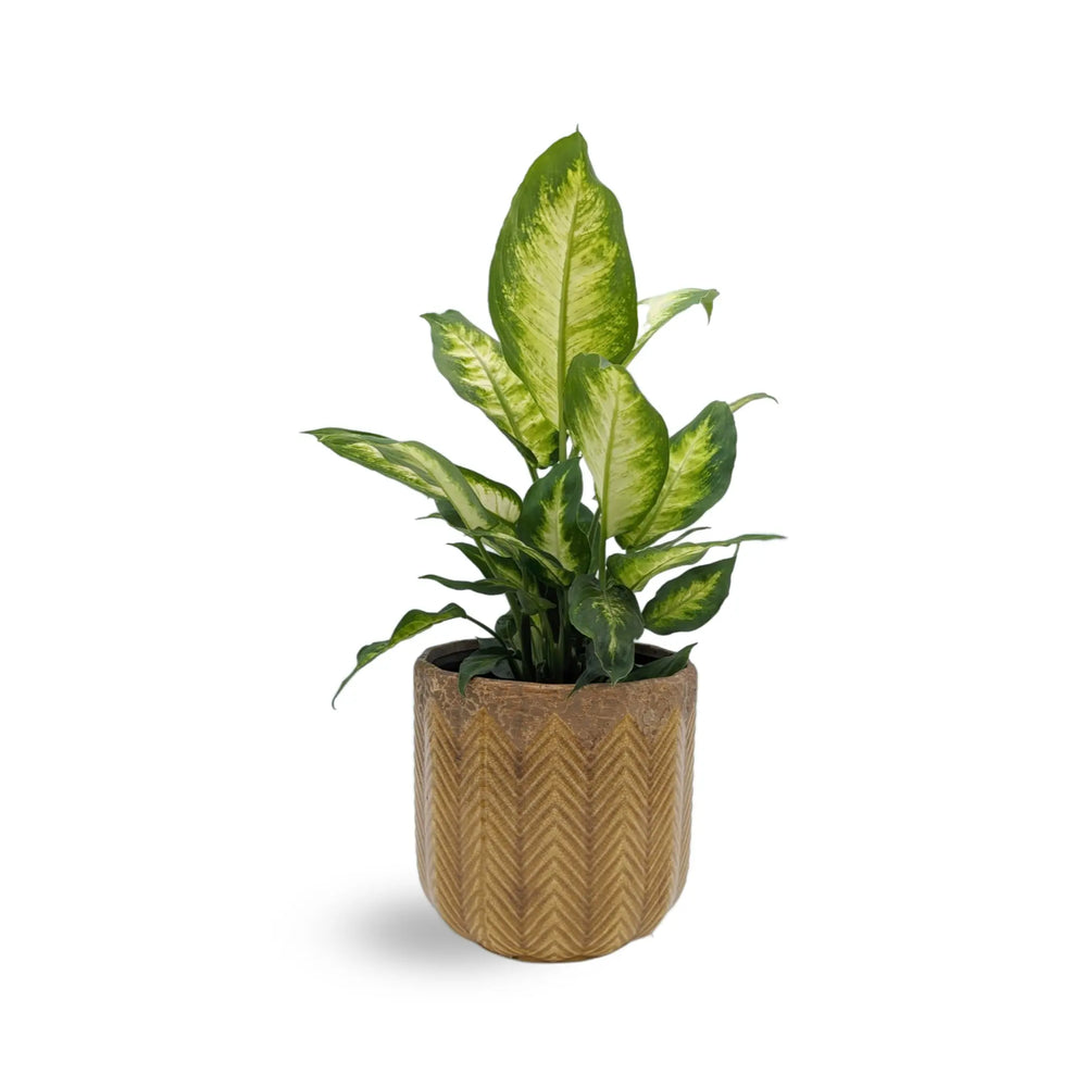 Dieffenbachia Camilia - Dumb Cane_4_thumb