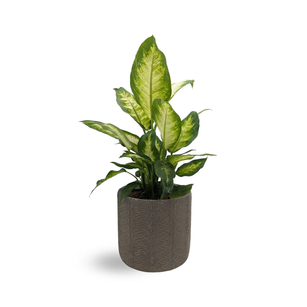 Dieffenbachia Camilia - Dumb Cane_5_thumb