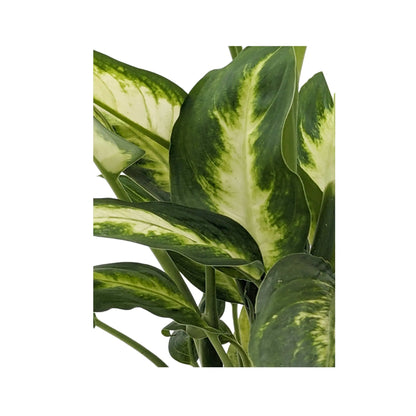 Dieffenbachia Camilia - Dumb Cane Oz