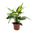 Dieffenbachia Camilia - Dumb Cane Oz