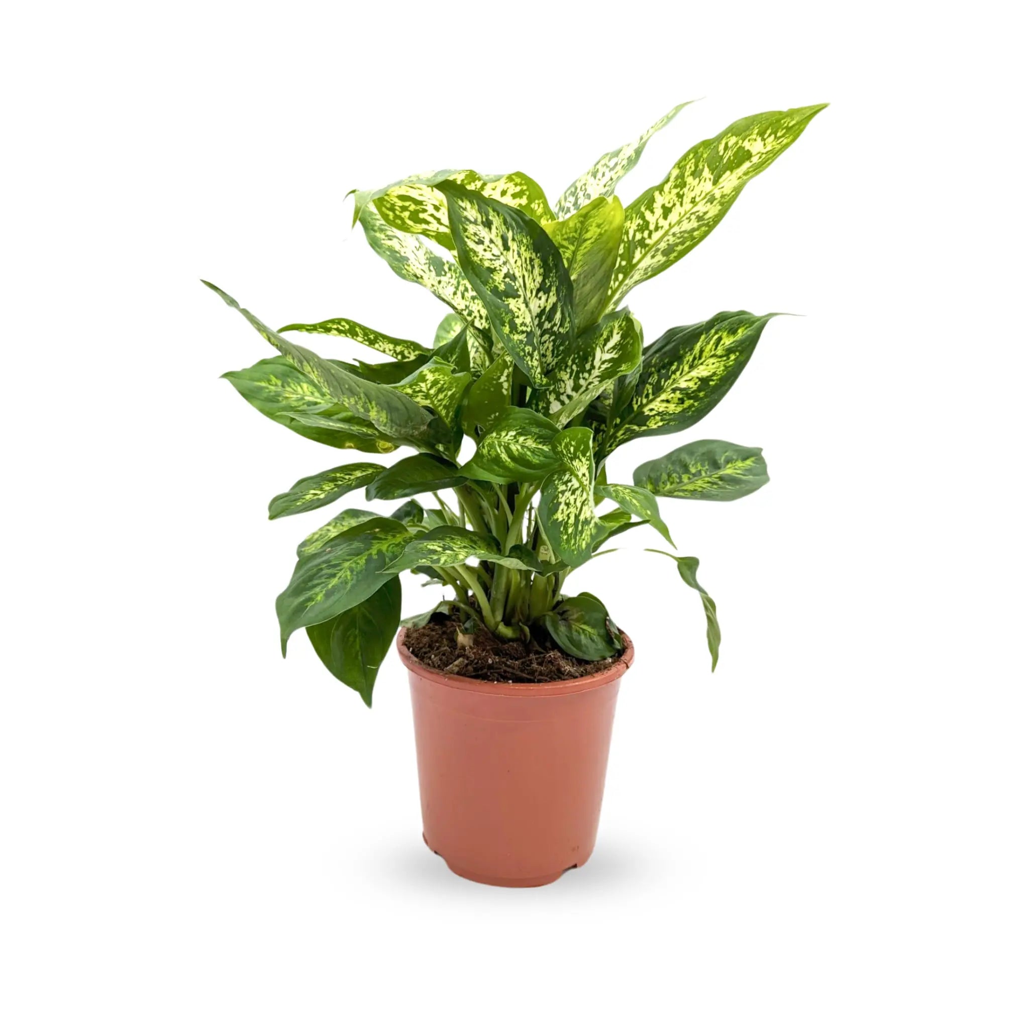 Dieffenbachia Compacta - Dumb Cane - Leaf Culture