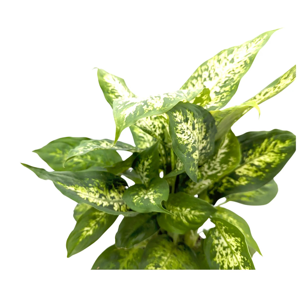 Dieffenbachia Compacta - Dumb Cane_2_main
