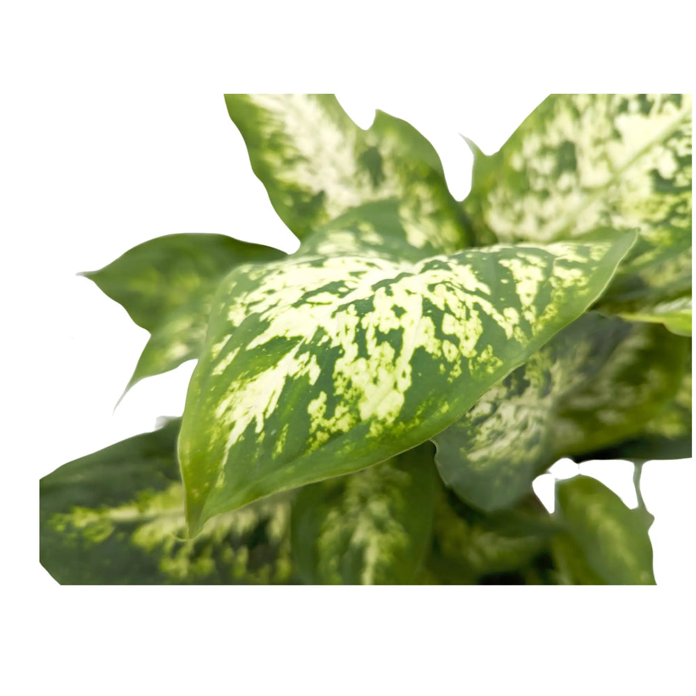 Dieffenbachia Compacta - Dumb Cane_3_main