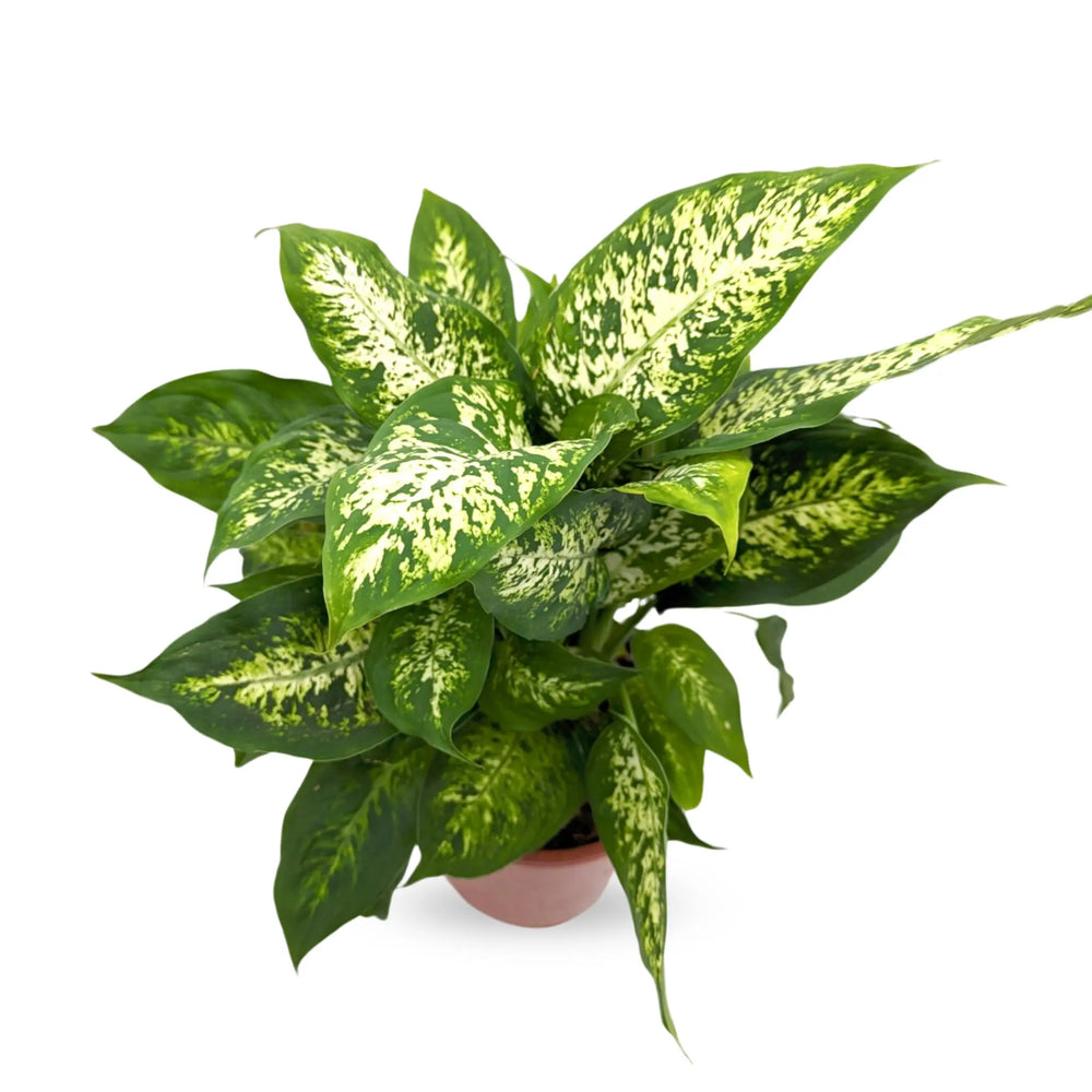 Dieffenbachia Compacta - Dumb Cane_4_main