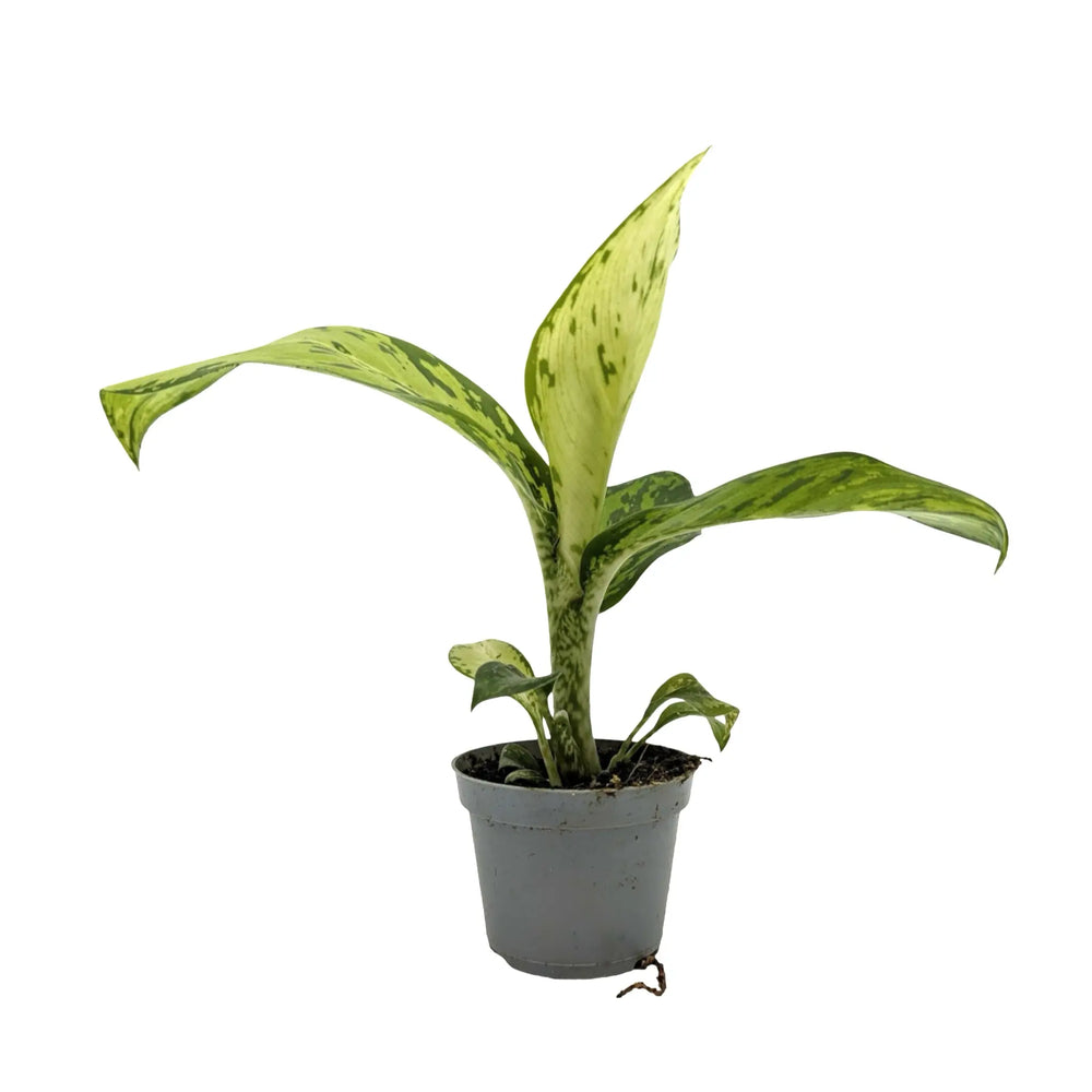 Dieffenbachia Crocodile | Textured Foliage Houseplant_1_main
