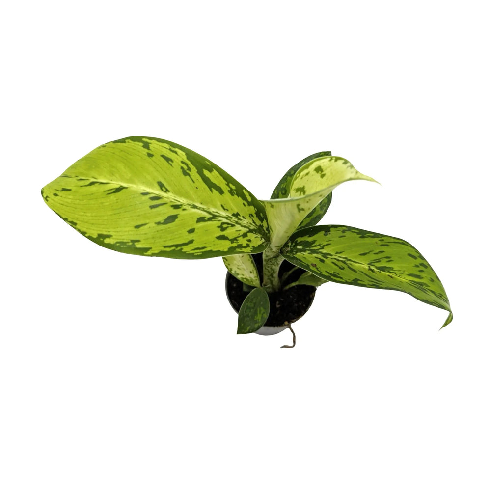 Dieffenbachia Crocodile | Textured Foliage Houseplant_2_main