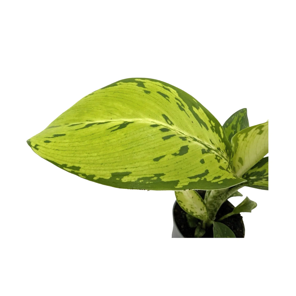 Dieffenbachia Crocodile | Textured Foliage Houseplant_3_main