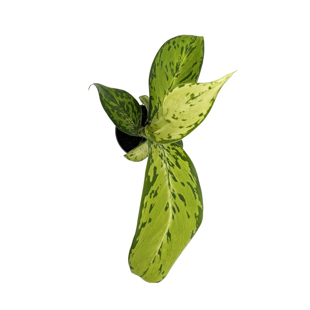 Dieffenbachia Crocodile | Textured Foliage Houseplant_4_main