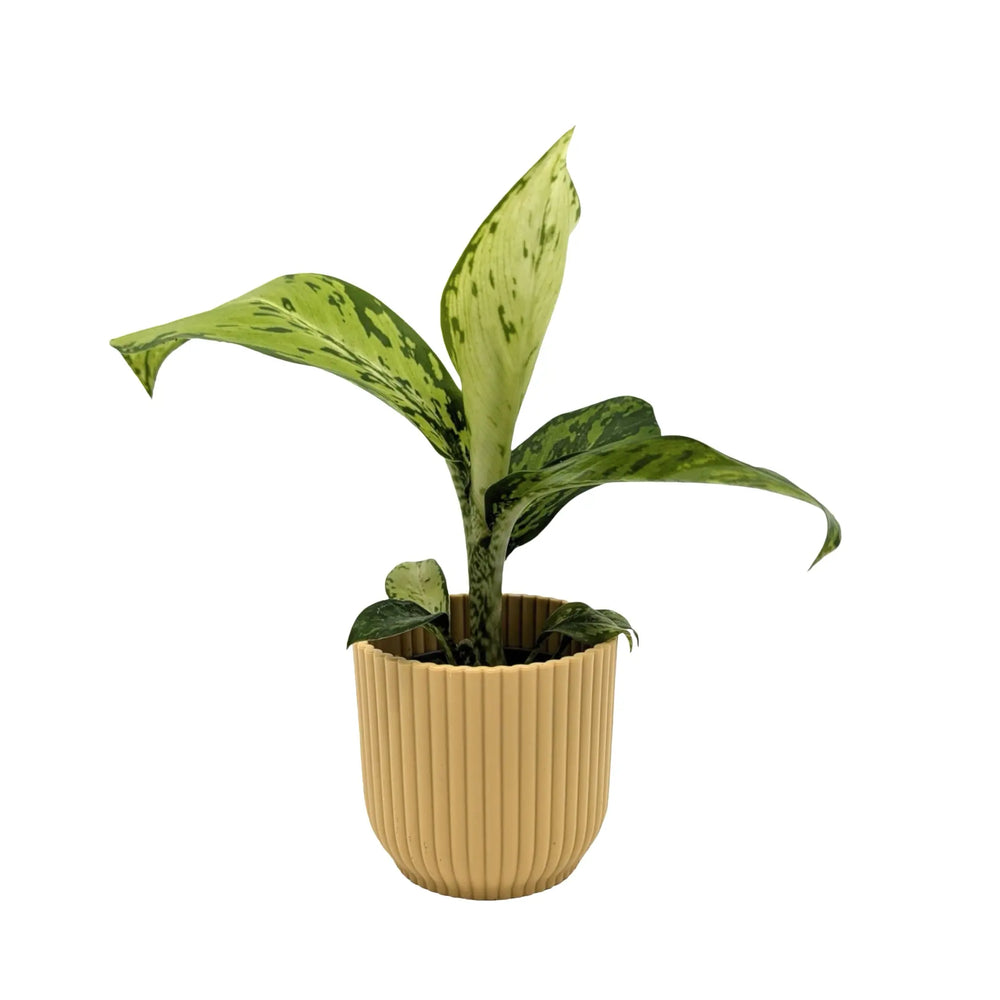 Dieffenbachia Crocodile | Textured Foliage Houseplant_5_main