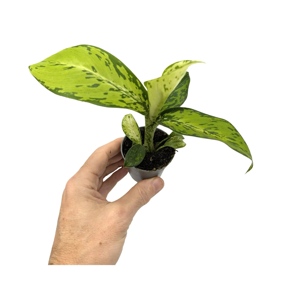 Dieffenbachia Crocodile | Textured Foliage Houseplant_6_main