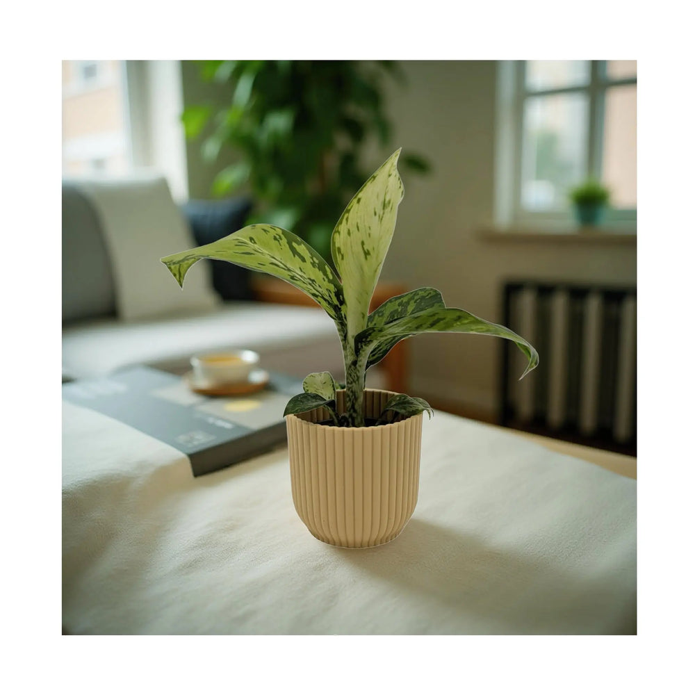 Dieffenbachia Crocodile | Textured Foliage Houseplant_7_main