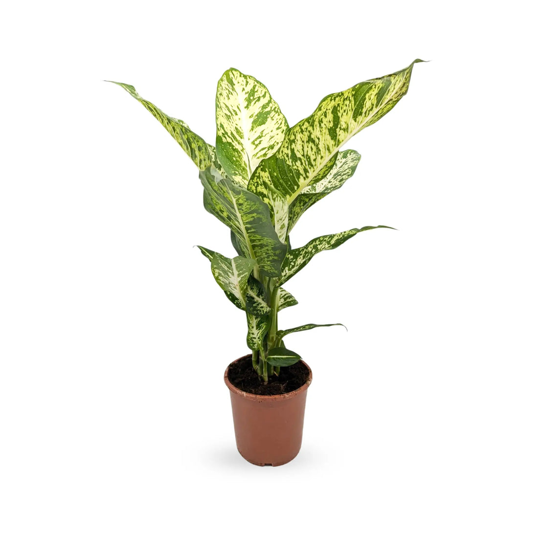 Dieffenbachia Mars - Dumb Cane Oz