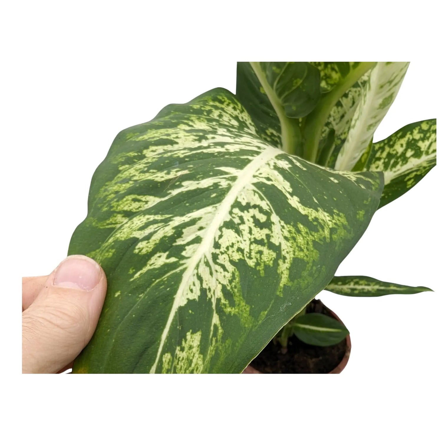 Dieffenbachia Mars - Dumb Cane Oz